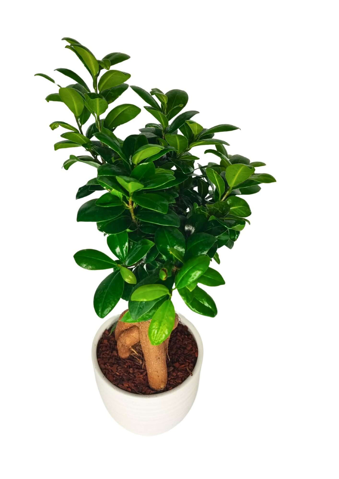 Bonsai Ficus Ginseng - Altezza Pianta 40 cm, Vaso di Ceramica 'Bergamo' Diametro 13 cm - i Giardini di Giulia