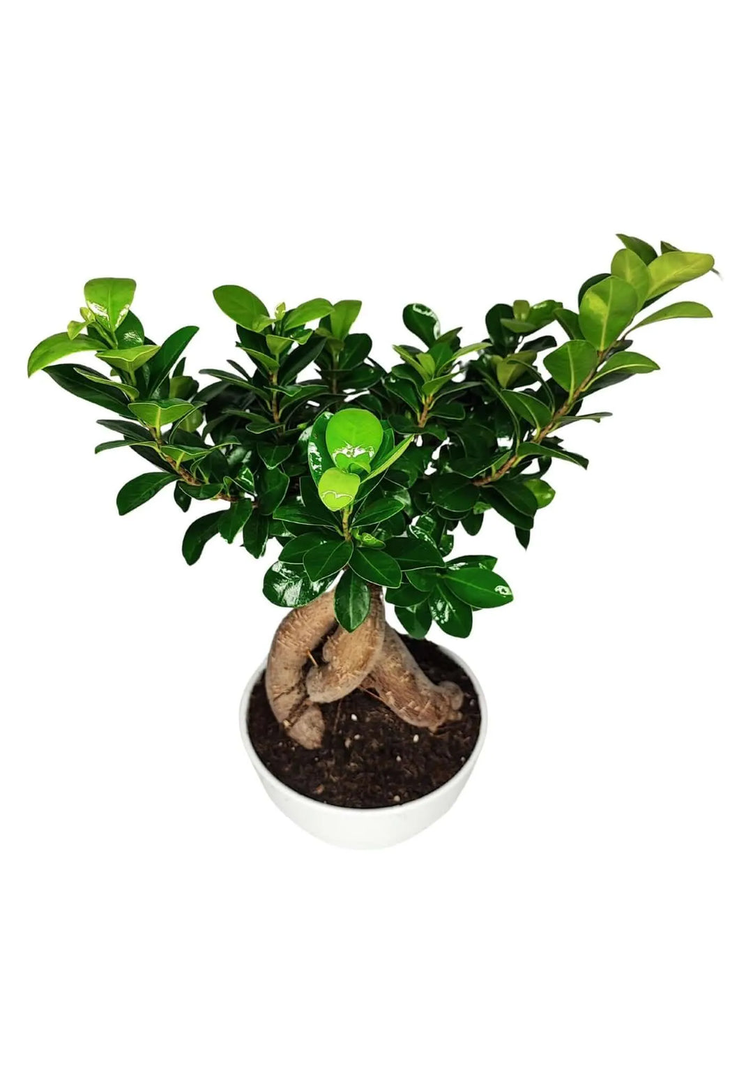 Chioma verde intensa del Bonsai Ficus Ginseng 40 cm, foglie lucide e compatte ideali per migliorare la qualità dell’aria negli ambienti interni