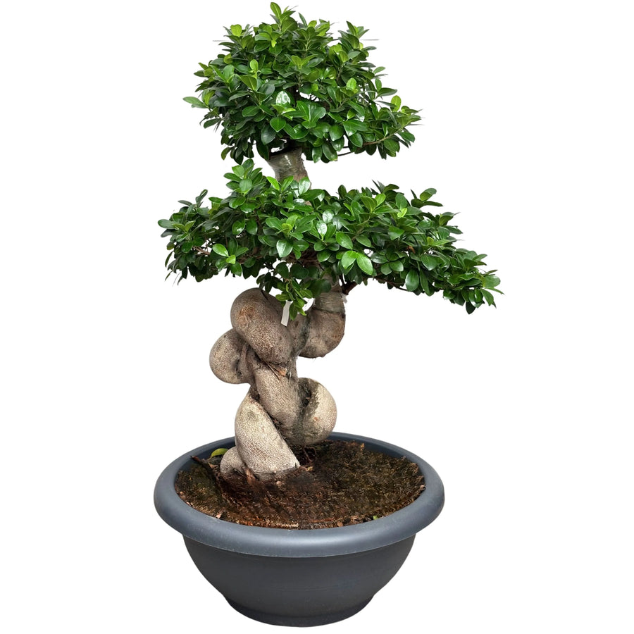 Bonsai Ficus Ginseng Dragon Shape in vaso nero da 60 cm, visto frontalmente