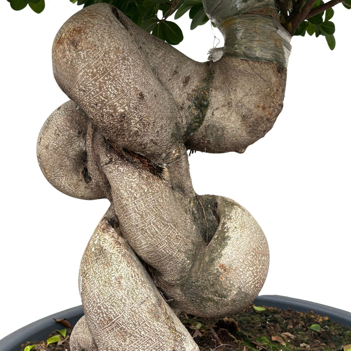 Bonsai Ficus Microcarpa Dragon Shape D. 60 CM H. 140 CM - i Giardini di Giulia