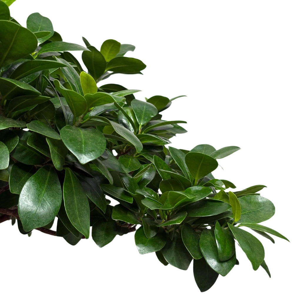 Dettaglio delle foglie lucide e compatte del Ficus Ginseng Dragon Shape