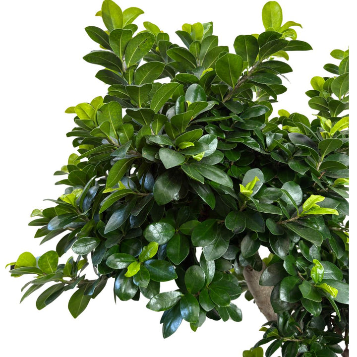 Bonsai Ficus Microcarpa "Dragon Shape" D. 60 CM H. 200 CM - i Giardini di Giulia