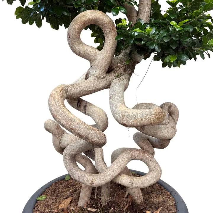 Dettaglio del tronco scolpito del Bonsai Ficus Ginseng Dragon Shape

