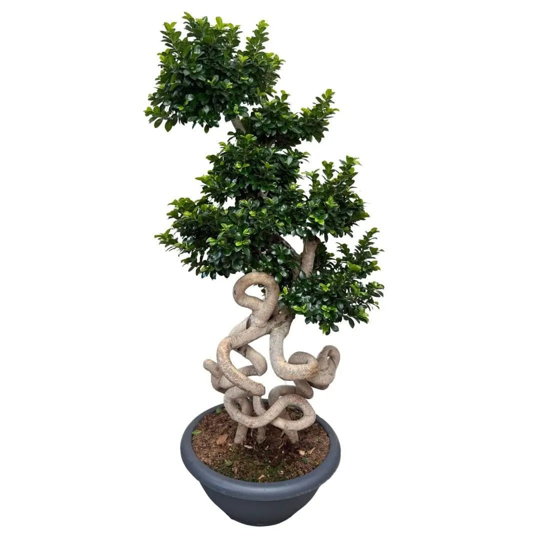 Bonsai Ficus Ginseng Dragon Shape con tronco intrecciato, vaso nero da 60 cm

