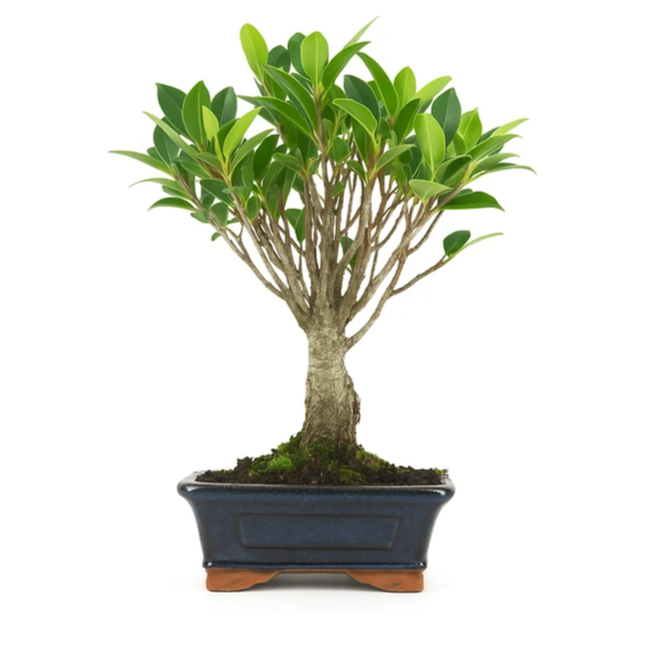 Bonsai Ficus Retusa 5 anni - esemplare principale con tronco robusto e foglie verdi lucide