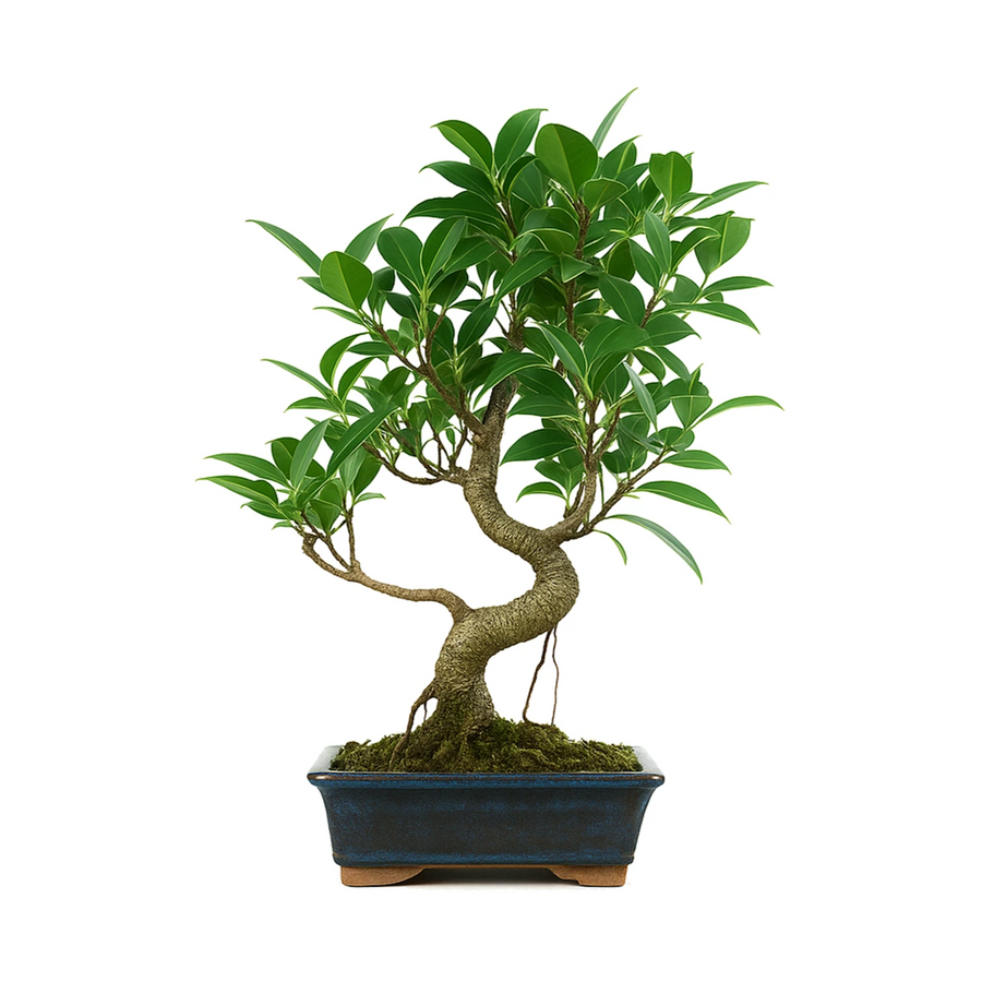 Bonsai Ficus Retusa 8 anni - esemplare maturo con vaso e sottovaso