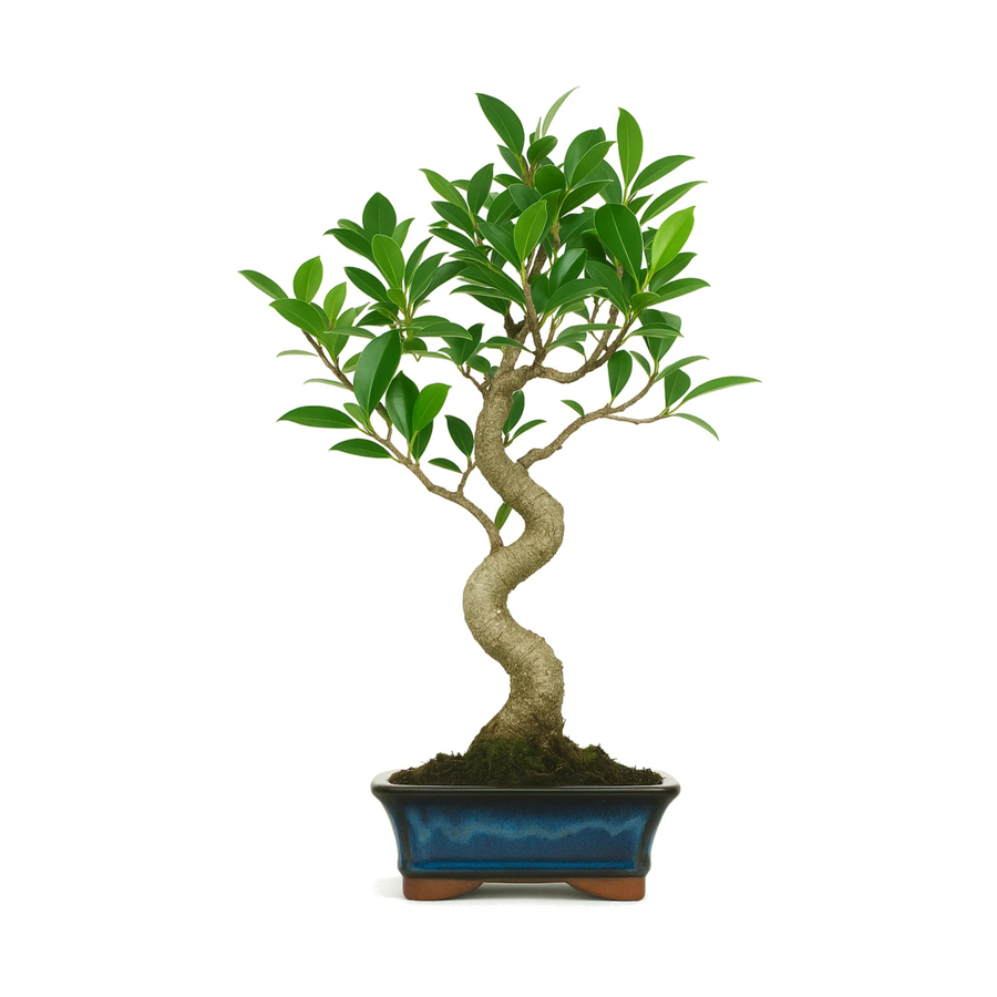 Bonsai Ficus Retusa 6 anni Premium - esemplare con radici aeree e foglie verdi lucide