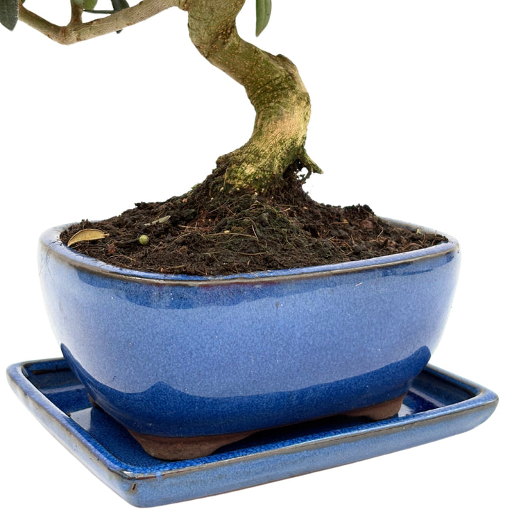 Dettaglio tronco e vaso tondo blu del bonsai di Ligustro