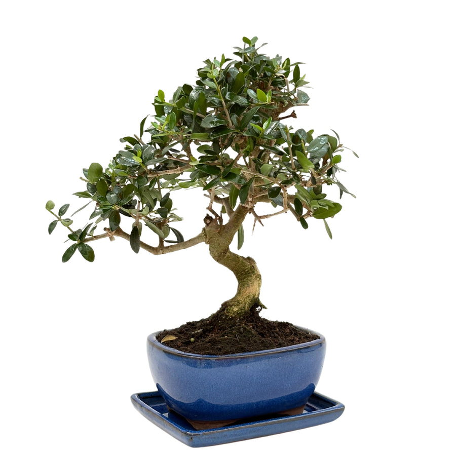 Bonsai di Ligustro a chioma piena in vaso smaltato blu