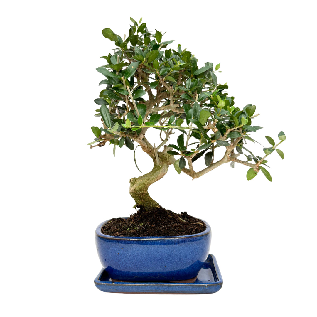 Bonsai di Ligustro con tronco curvo in vaso blu smaltato