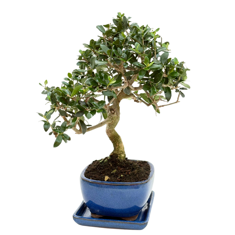 Bonsai di Ligustro visto frontalmente in vaso tondo blu