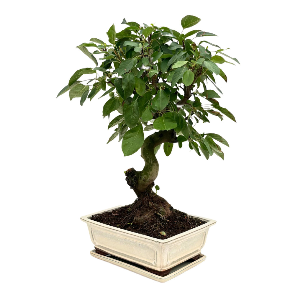 Bonsai di Melo adulto con tronco sinuoso, vaso in ceramica chiara, visuale leggermente laterale.