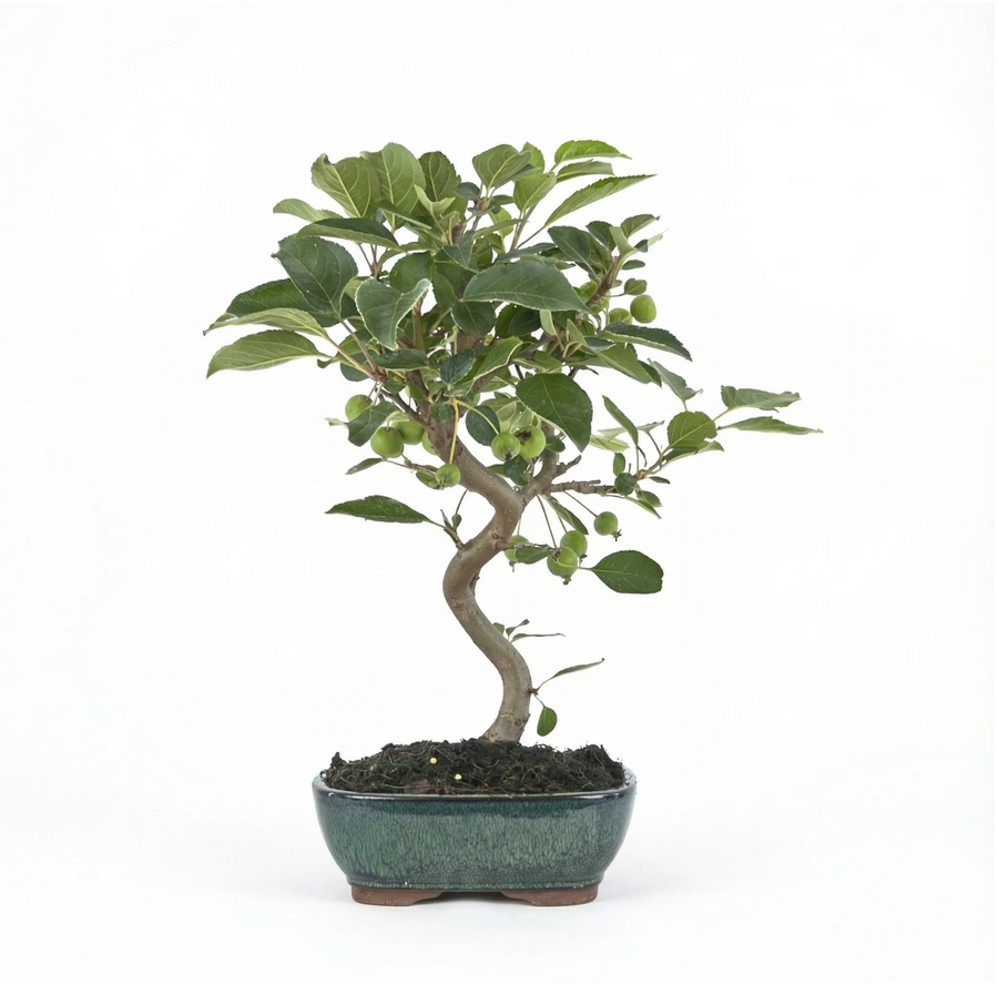 Bonsai melo con tronco sinuoso e frutti verdi in vaso basso di ceramica verde su sfondo bianco.