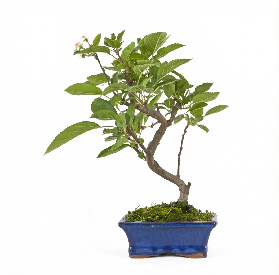 Bonsai Melo 7 anni - esemplare in vaso blu su sfondo bianco