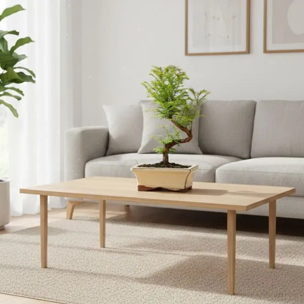 Bonsai Metasequoia glyptostroboides in vaso bianco, dettaglio del tronco e delle foglie