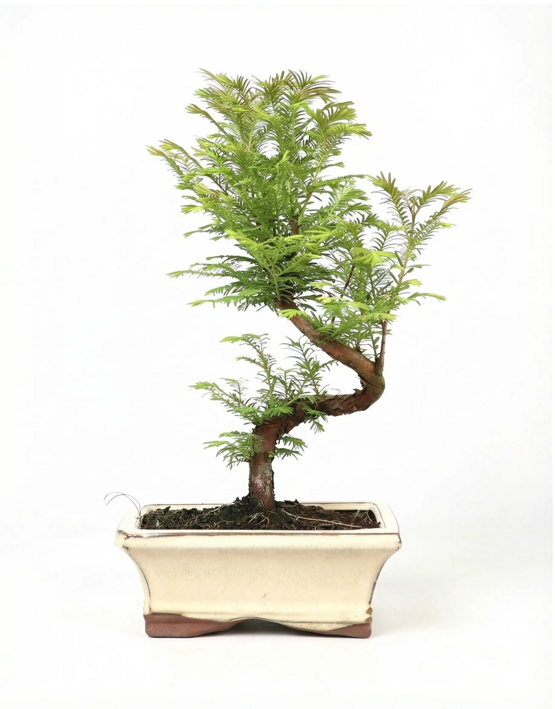 Bonsai Metasequoia glyptostroboides 7 anni in vaso rettangolare, vista frontale