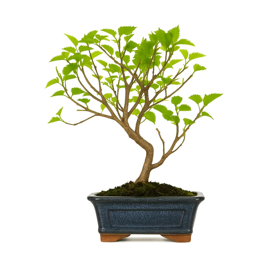 Bonsai Morus 7 anni Premium - Gelso con tronco naturale e foglie verdi in vaso di ceramica blu