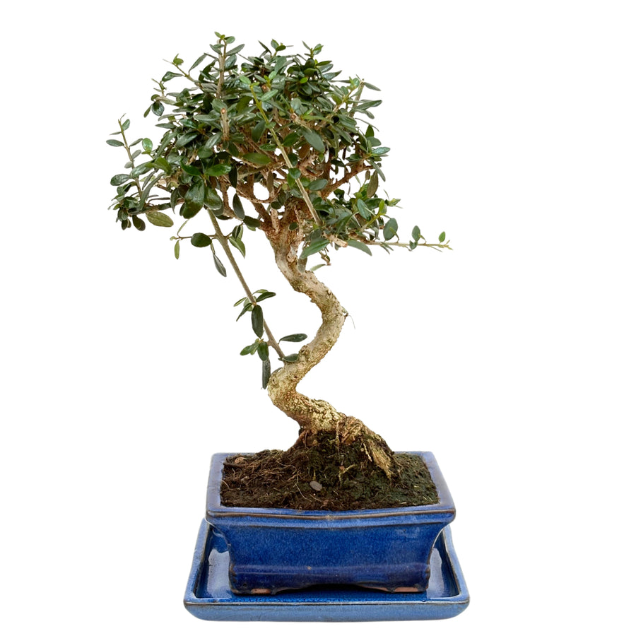 Bonsai 7 anni di Olea europaea con tronco sinuoso e chioma densa visto frontalmente