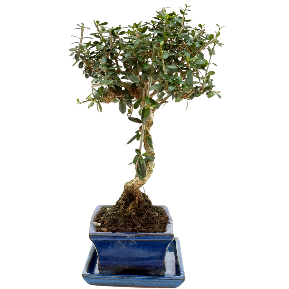 Bonsai 7 anni Olea europaea da lato con tronco modellato e vaso blu smaltato