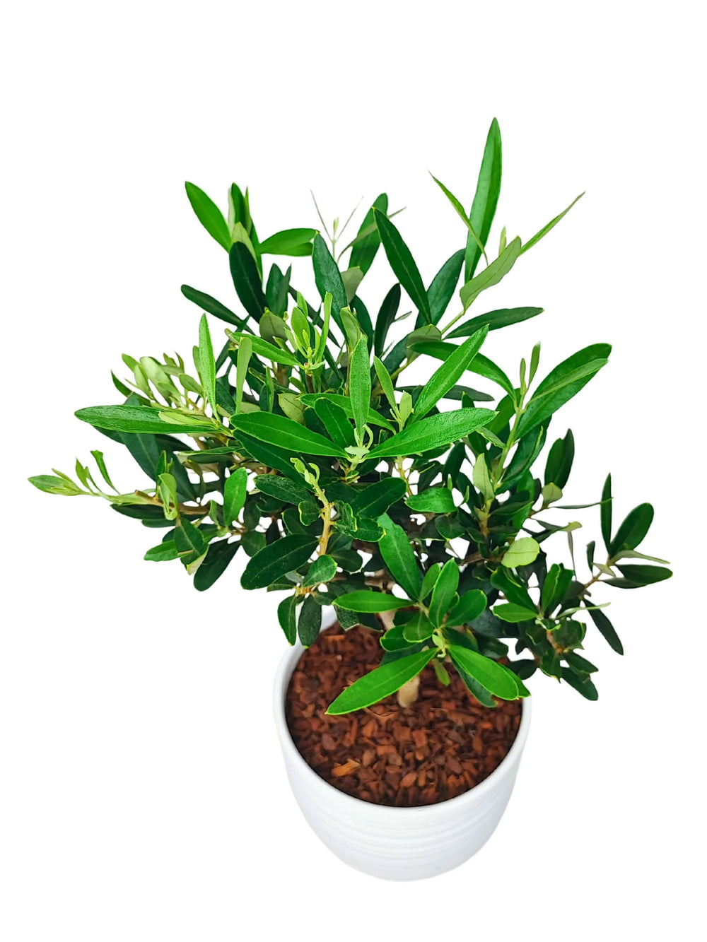 Bonsai di Olivo visto dall’alto con chioma rigogliosa e vaso di ceramica Bergamo, simbolo di equilibrio e longevità