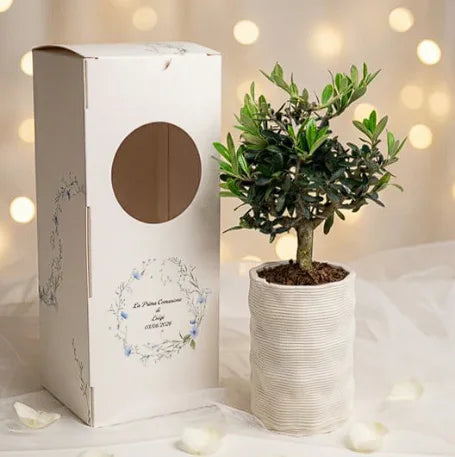 Bonsai olivo bomboniera comunione in vaso ceramica