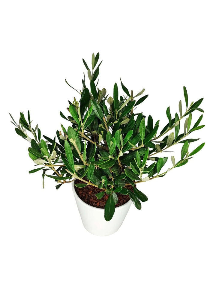 Bonsai Olivo 40 cm con tronco sinuoso e chioma densa. Pianta da interno ed esterno, perfetta per un tocco green negli spazi moderni. Vaso di ceramica elegante, facile manutenzione.