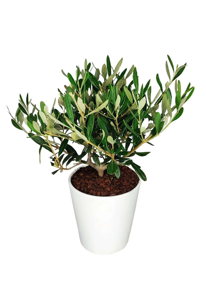  Bonsai Olivo 'Dallas Midi' con chioma compatta e foglie argentate, ideale per arredamento mediterraneo. Vaso bianco 13 cm, pianta decorativa adatta a casa, ufficio e giardino.
