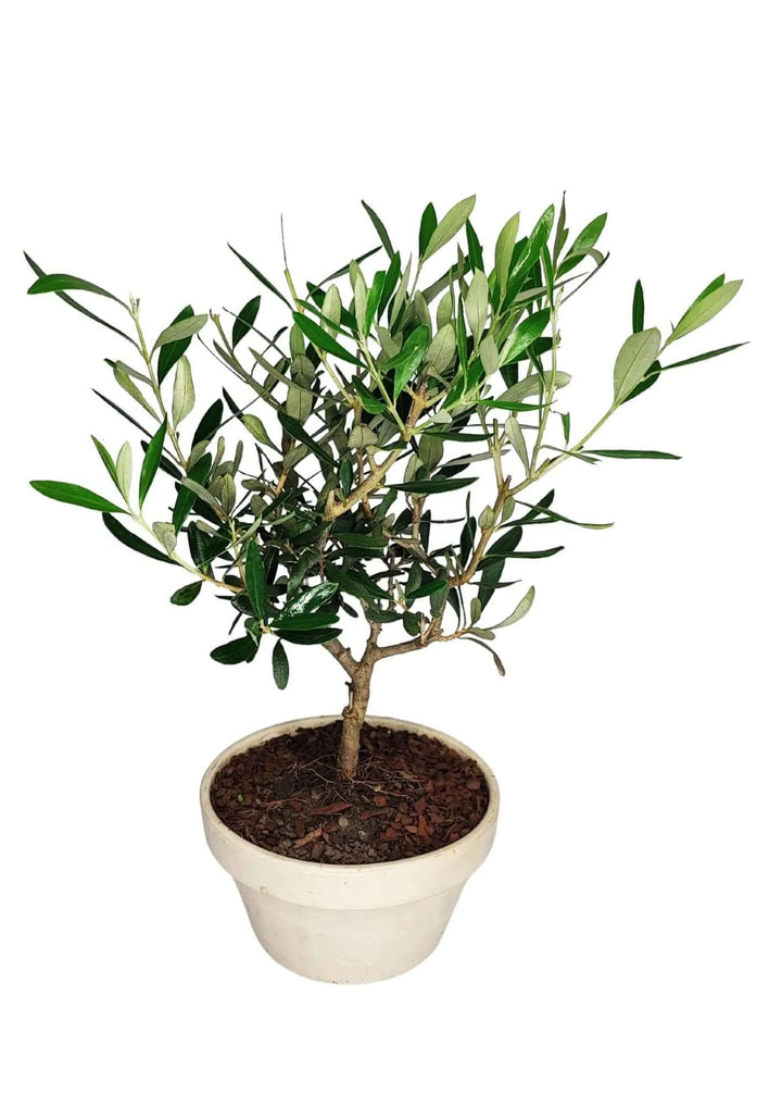 Dettaglio del tronco contorto dell’Olivo Bonsai ‘Granit’, simbolo mediterraneo di resistenza, equilibrio e pace