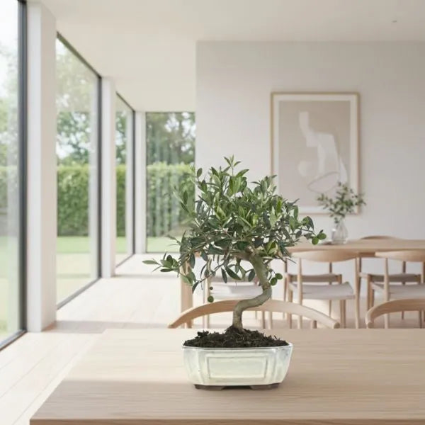 Bonsai Olivo Olea Europaea 9 anni in vaso di ceramica, dettaglio foglie e tronco