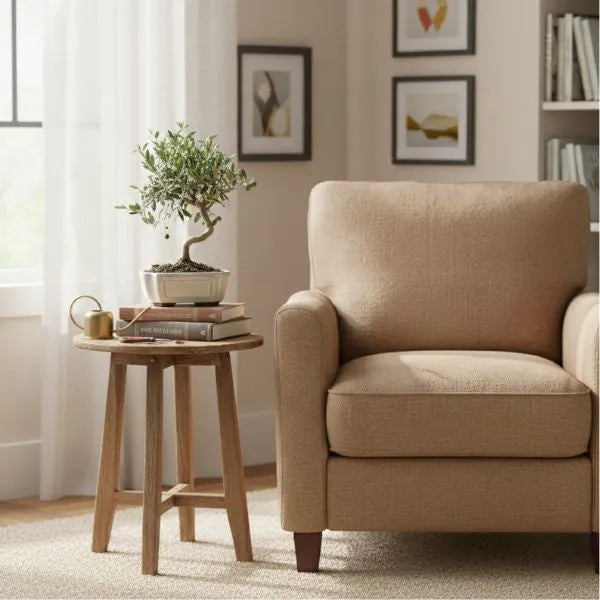 Bonsai Olivo Olea Europaea in vaso bianco, arredamento interno moderno