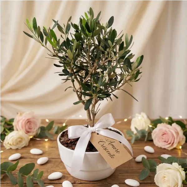 Bonsai Olivo in vaso ceramica Novara