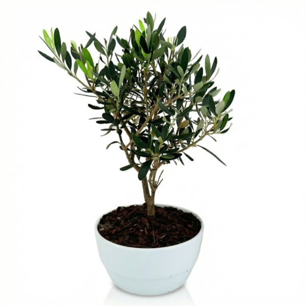 Bonsai Olivo in vaso ceramica Novara