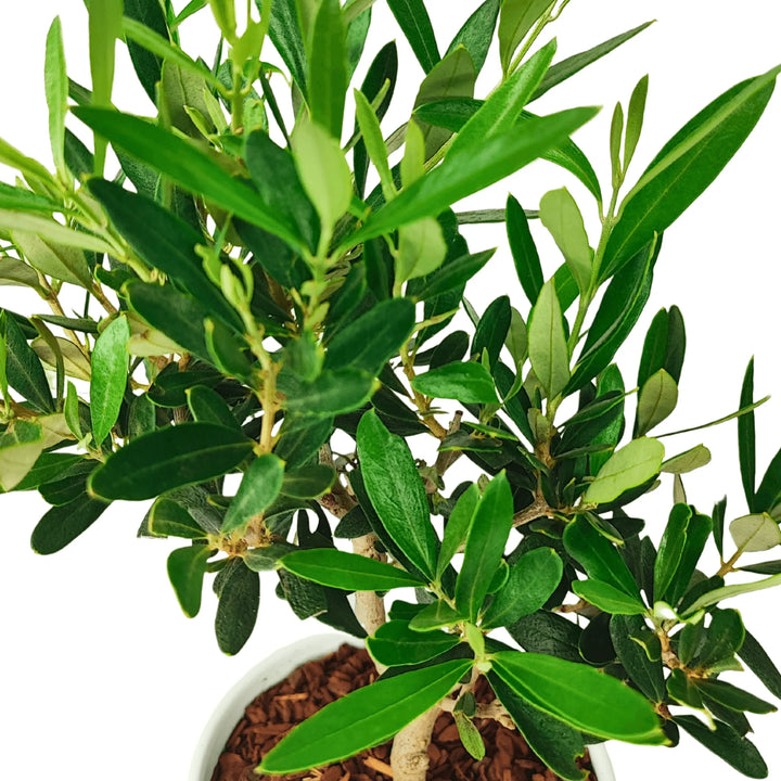 Foglie compatte e verde argento del Bonsai di Olivo 40 cm, pianta decorativa sempreverde, simbolo di equilibrio e longevità