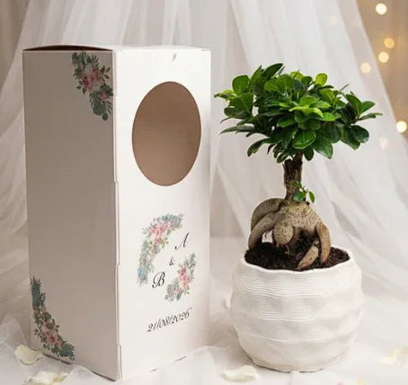 Bonsai con packaging floreale bomboniera evento