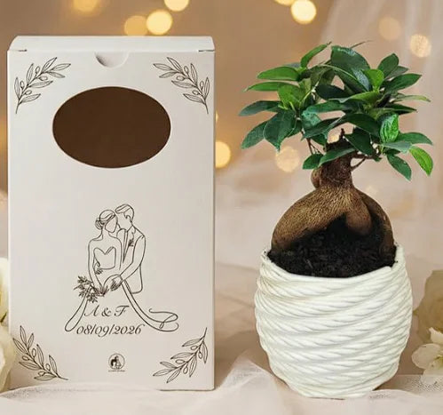 Bonsai bomboniera matrimonio con packaging personalizzato nomi sposi