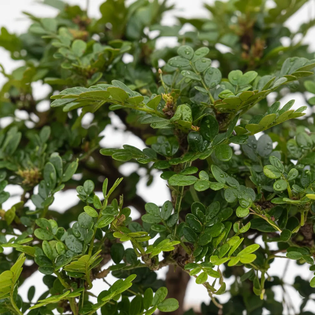 Bonsai di Pepe - dettaglio delle foglie verdi e del tronco in primo piano