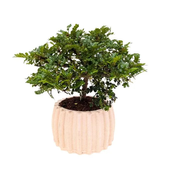 Bonsai di Pepe - pianta in vaso di ceramica artigianale Dioniso bianco su sfondo chiaro
