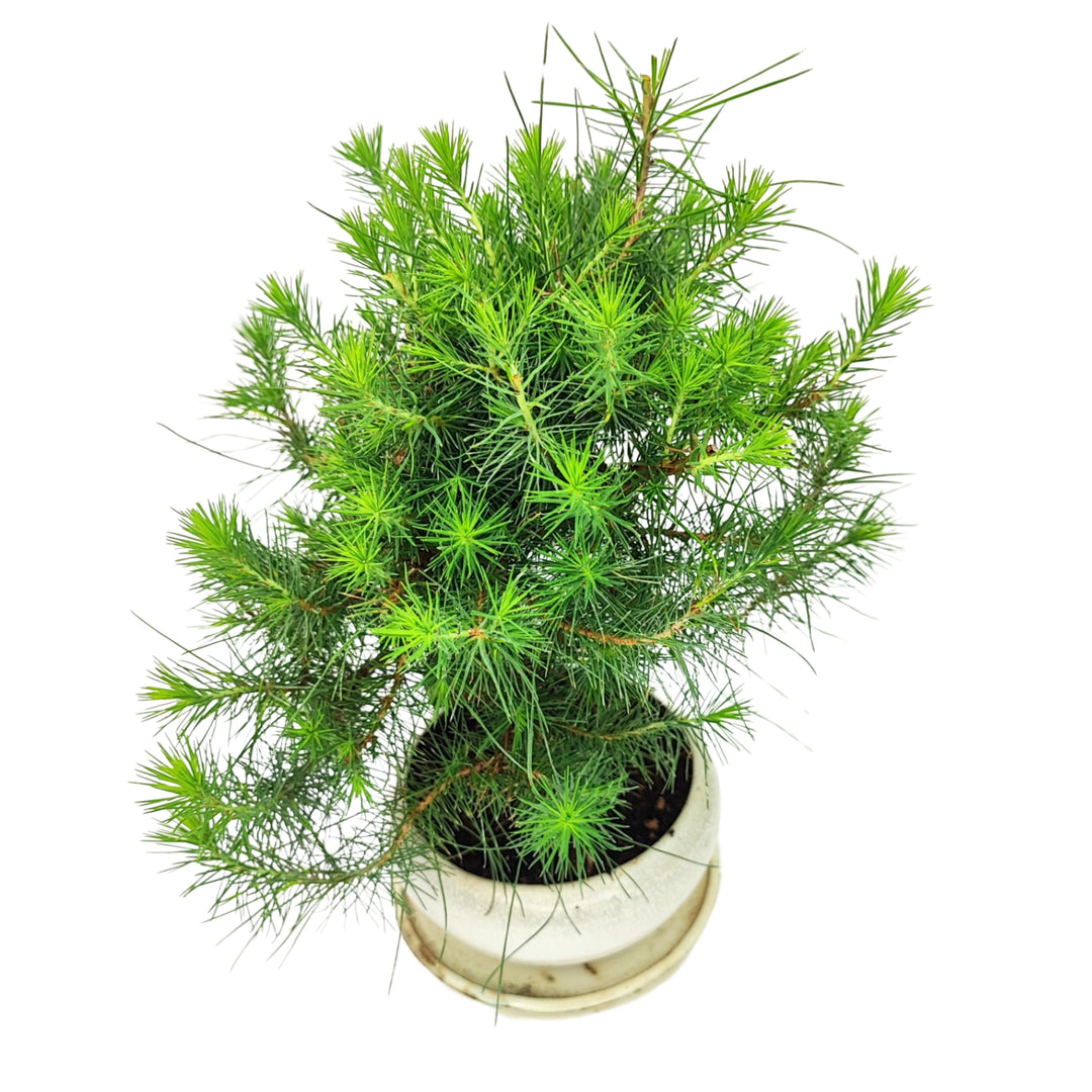 Bonsai pino nero giapponese visto dall’alto, chioma armoniosa e aghi lunghi in vaso chiaro

