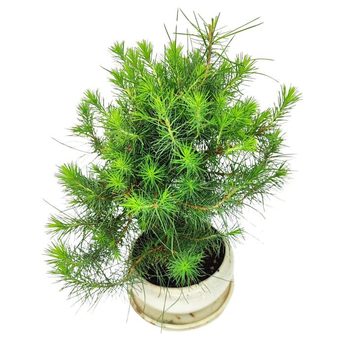 Bonsai pino nero giapponese visto dall’alto, chioma armoniosa e aghi lunghi in vaso chiaro

