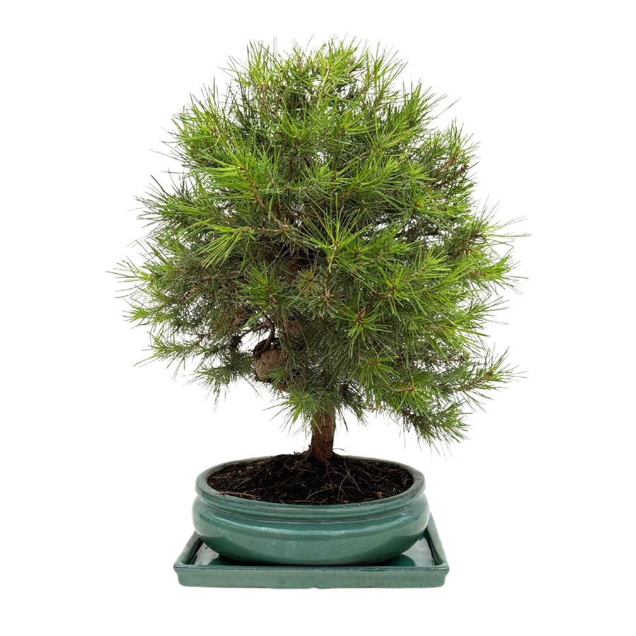 Bonsai di pino in ciotola verde rotonda, visuale frontale con chioma folta