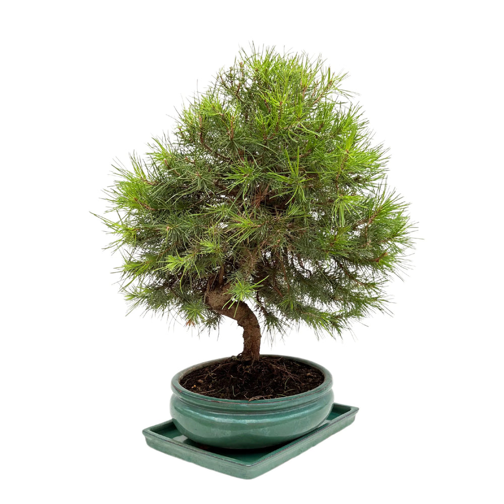 Bonsai Pinus con chioma compatta e tronco sinuoso in vaso tondo verde