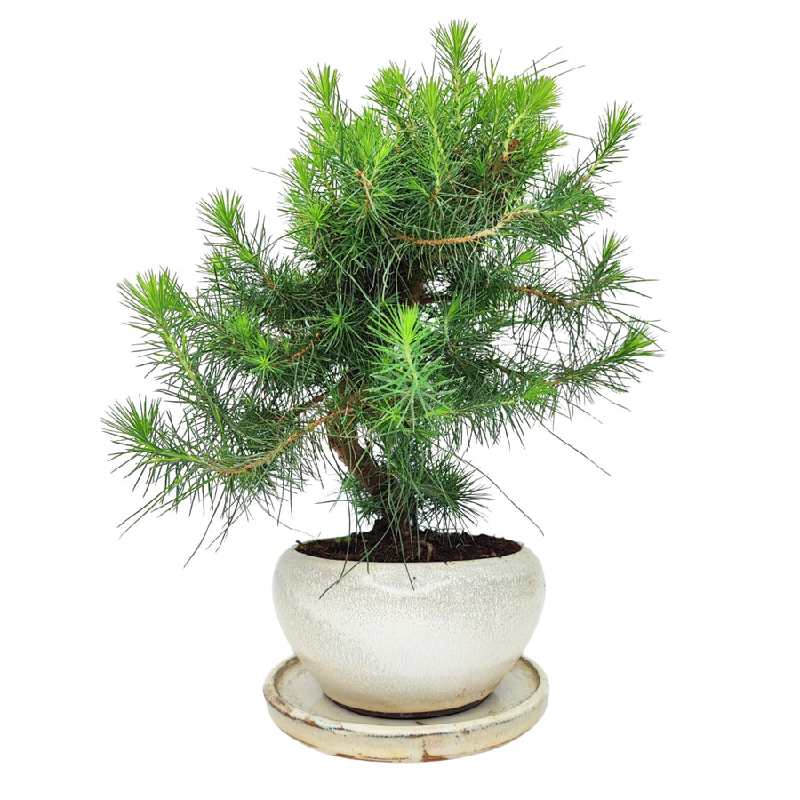 Bonsai Pinus thunbergii 9 anni con aghi verdi intensi in vaso tondo smaltato bianco