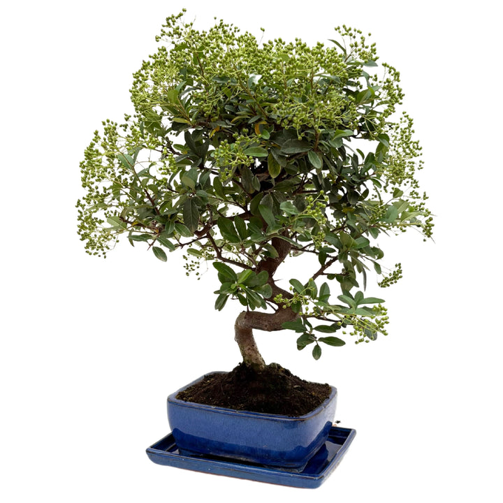 Bonsai Pyracantha con tronco sinuoso e chioma folta – vista angolare destra