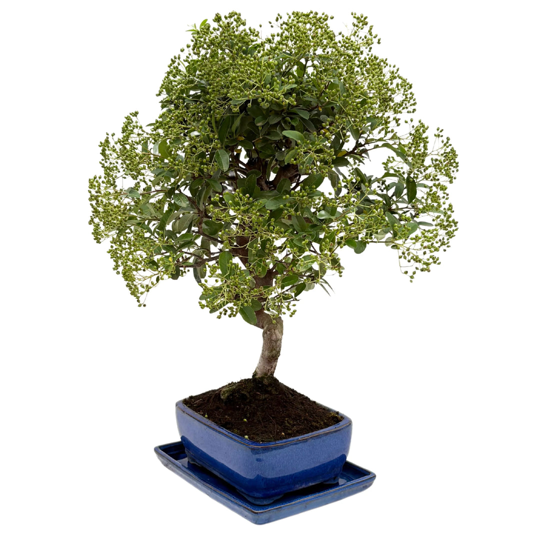 Bonsai Pyracantha maturo con rami carichi di frutti – vista angolare sinistra