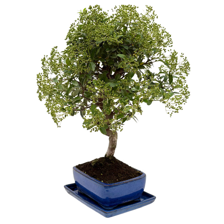 Bonsai Pyracantha maturo con rami carichi di frutti – vista angolare sinistra