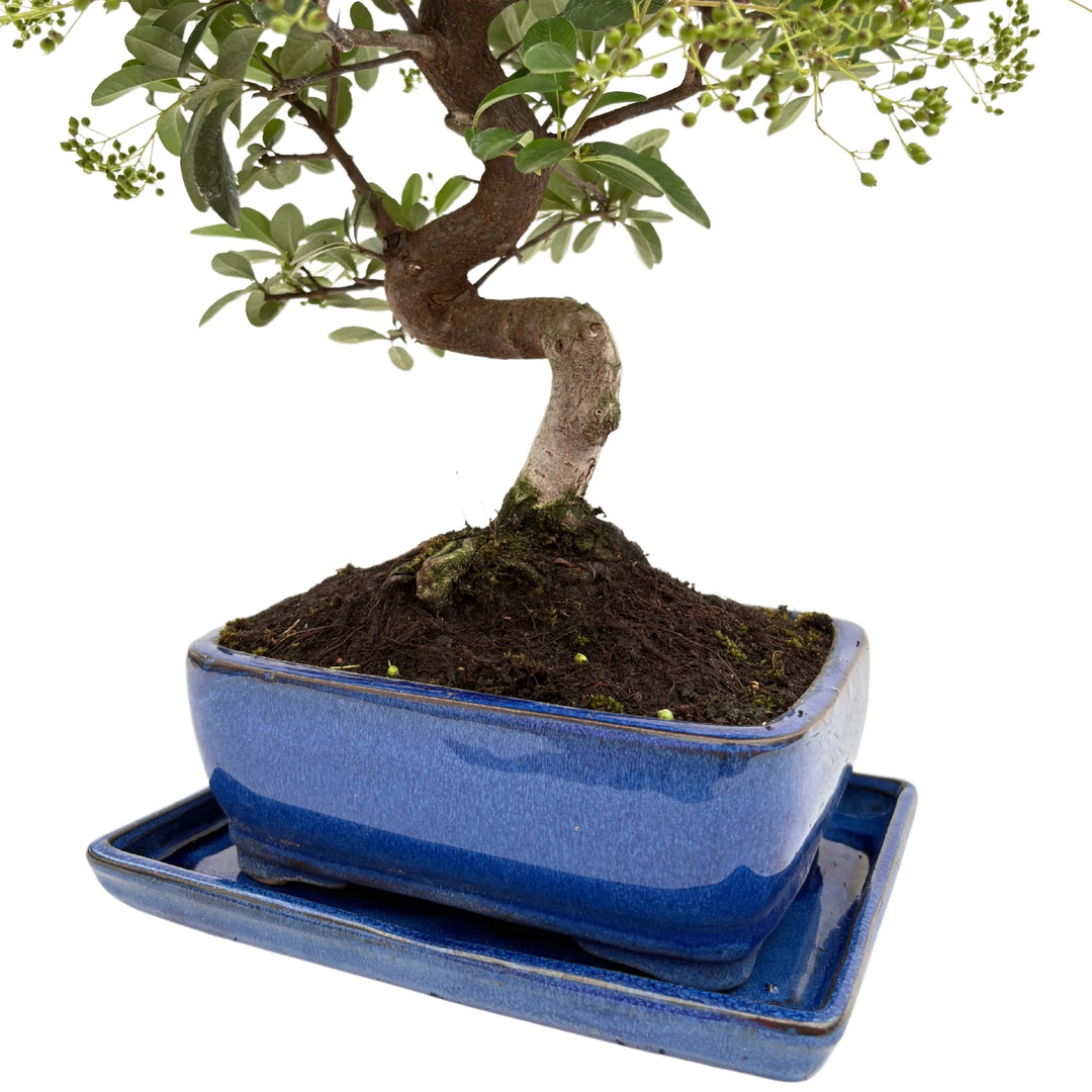 Dettaglio del tronco e vaso blu del bonsai Pyracantha di 13 anni