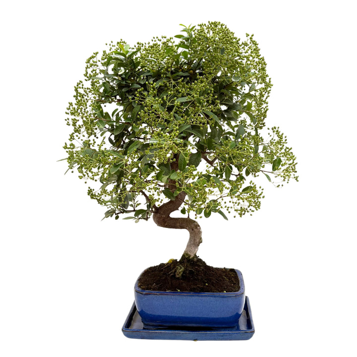 Bonsai Pyracantha di 13 anni con bacche verdi in vaso blu – vista frontale