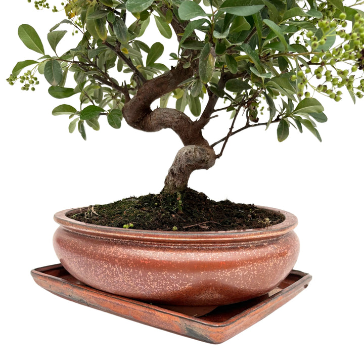 Dettaglio tronco e vaso del bonsai Pyracantha 14 anni, con corteccia curva