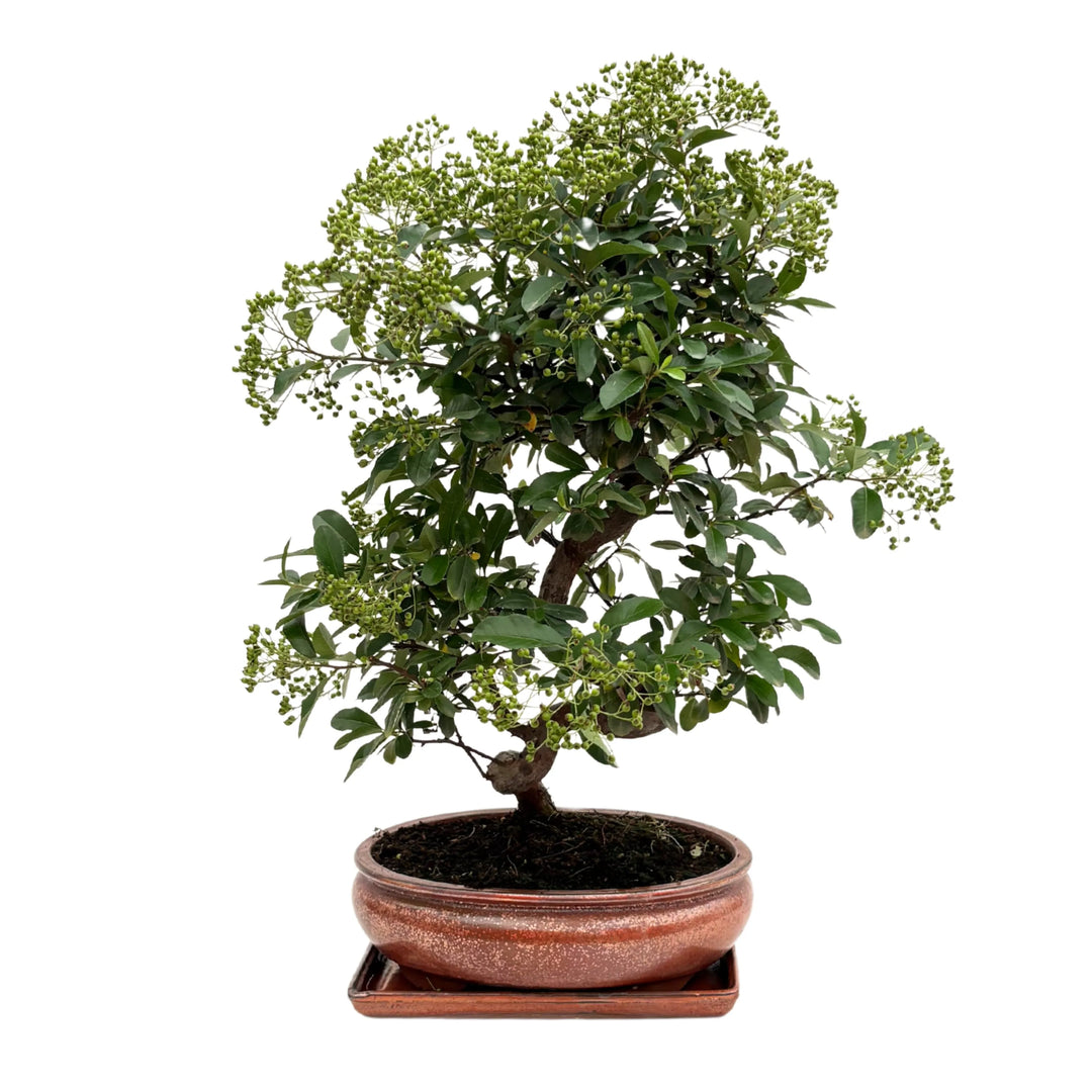 Bonsai Pyracantha maturo di 14 anni, in vaso rosso smaltato, visto da destra.