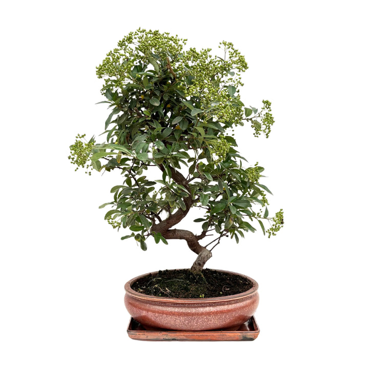Bonsai Pyracantha di 14 anni in vaso ovale smaltato rosso, vista frontale con chioma compatta e bacche verdi.